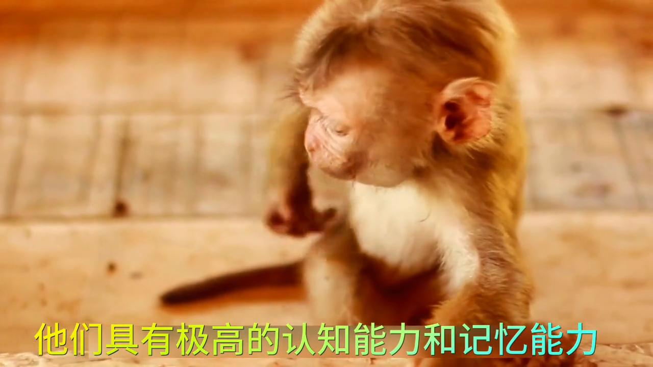 属猴的女孩子性格特点,80年属猴人性格特点