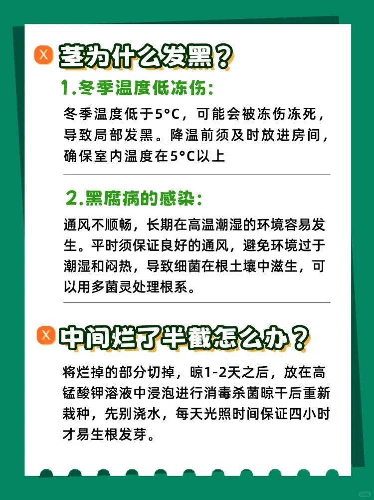 量天尺冬天养护方法,量天尺的寓意及养护