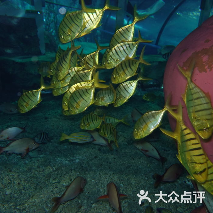 到底是大国好还是小国好,海底世界还是极地海洋世界