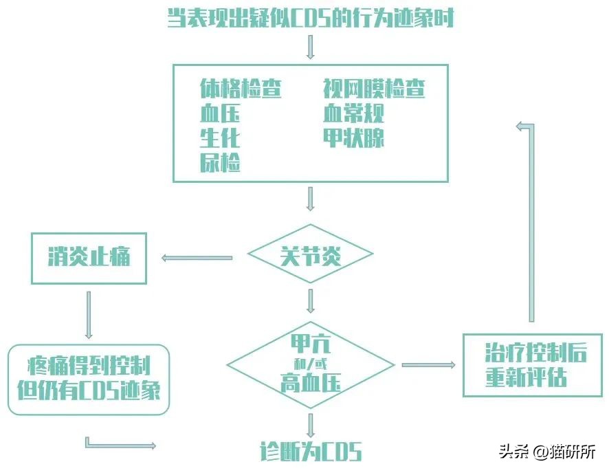 怎样测试猫咪的智商低还是高,如何测试猫咪的智商高不高