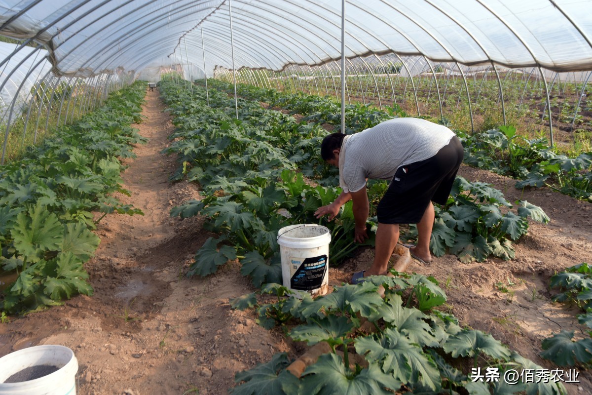 噻虫嗪是广谱杀虫剂吗,比噻虫嗪还好的杀虫剂