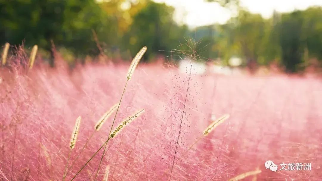 2022新洲文旅精彩不断，2023诗与远方步履不停