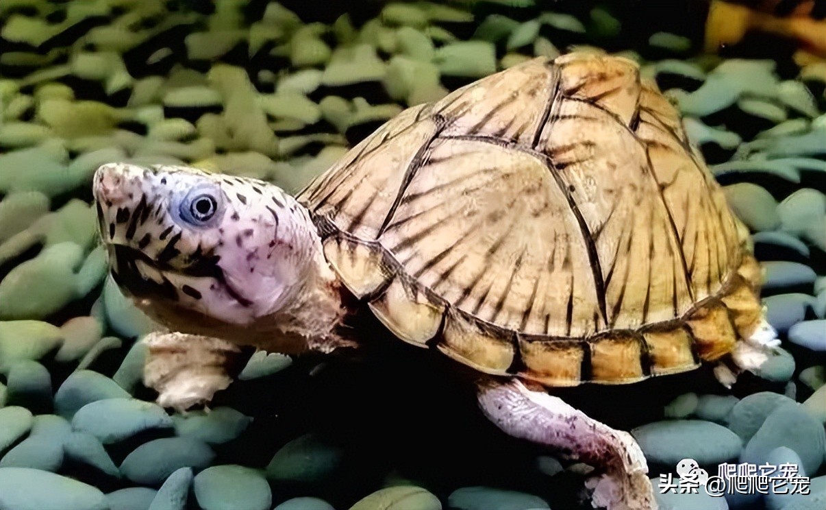 看看哪些三位数龟类性价比高！