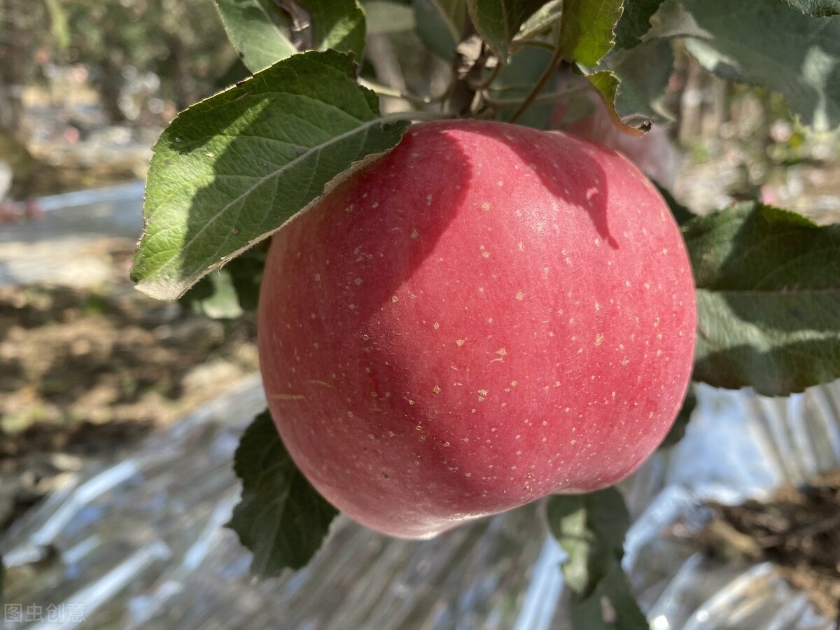 哪一个产地的苹果最好吃,哪个地方种的苹果最好吃