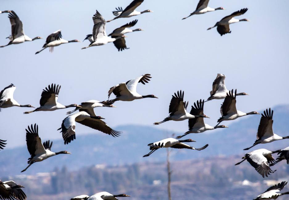 威宁高原明珠,威宁草海为何叫高原明珠