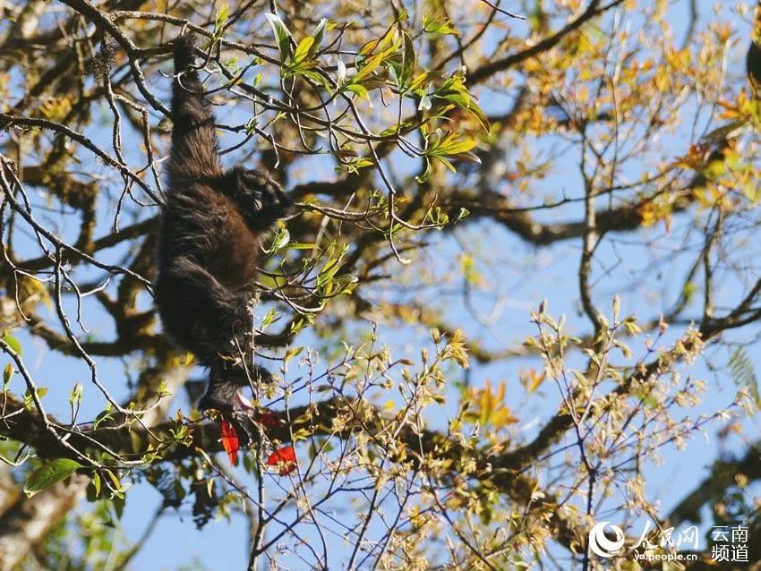 云南新发现一处高黎贡“白眉大侠”的家园