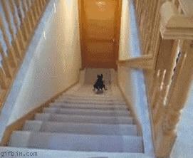 法斗狗的优点和缺点,小法斗的优点缺点