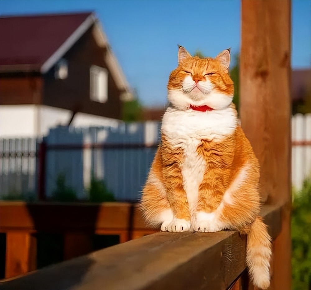 招财猫的四大特征你家猫有吗,招财猫哪个品种最有钱