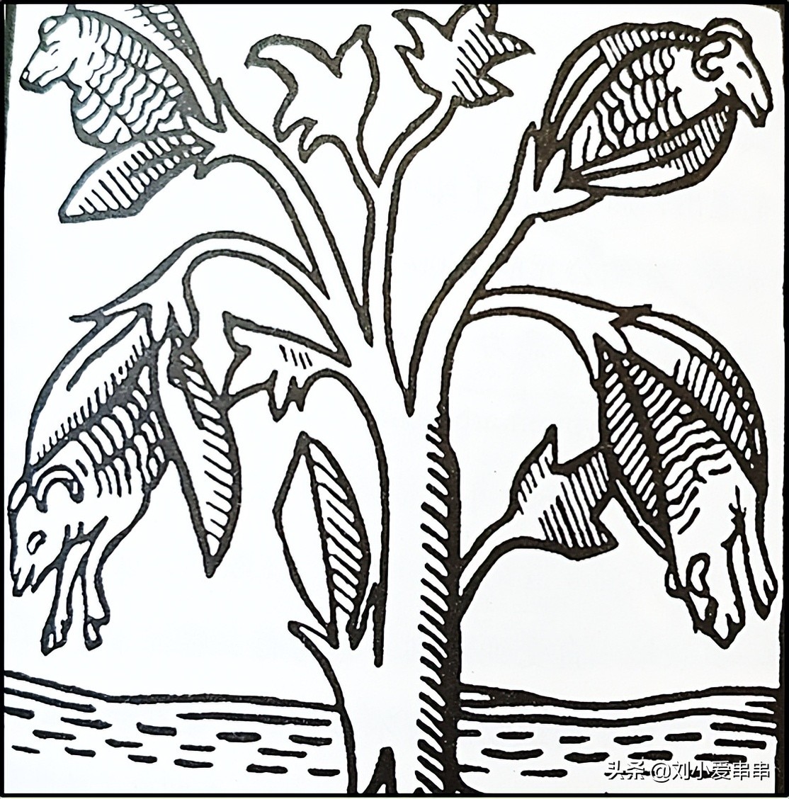 棉花是由少数民族传入中国的,英国工业革命时期棉花从哪里来