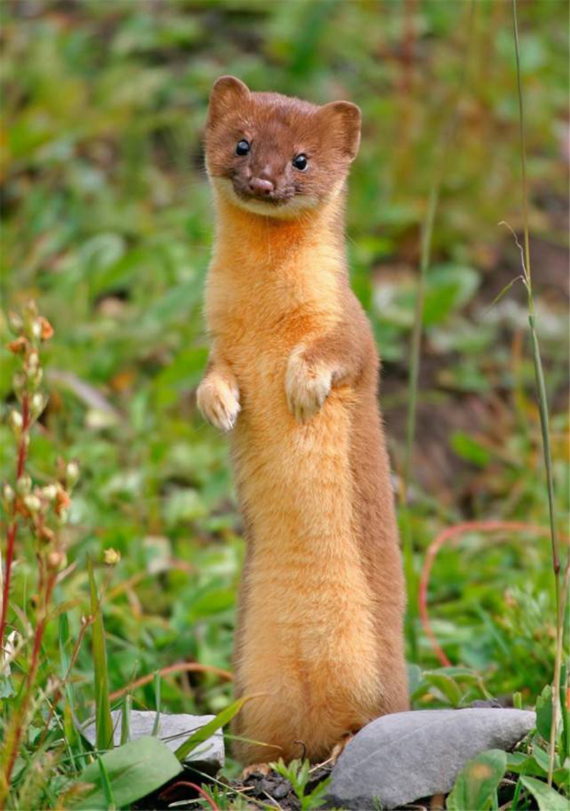 为什么黄鼠狼被称为黄大仙不能杀,家门口的黄鼠狼能打吗