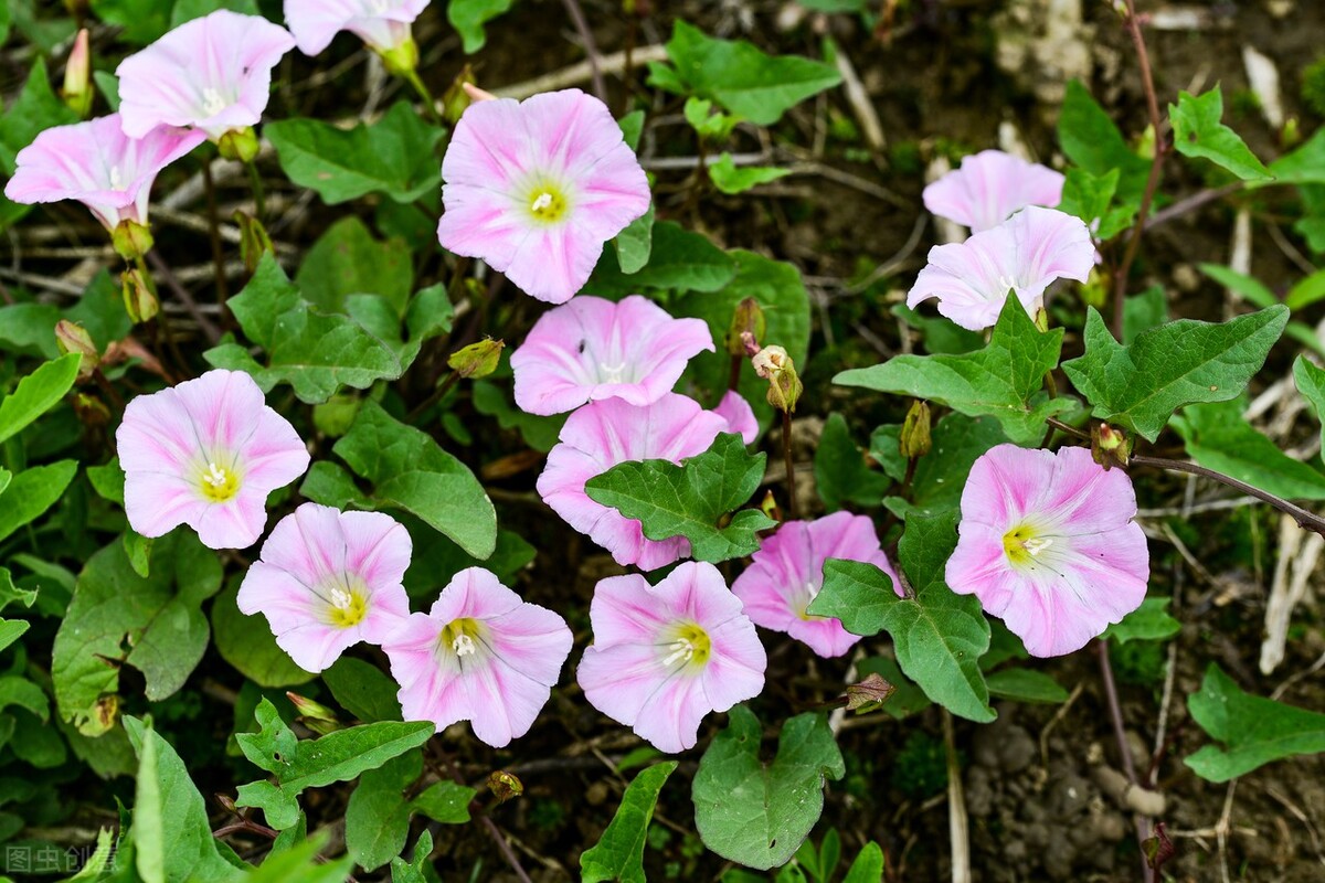 朝开夕闭一一快乐的牵牛花（散文）