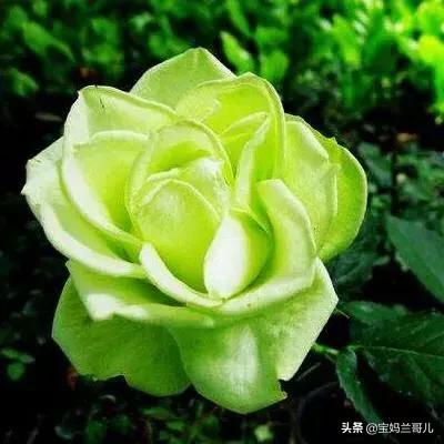 漂亮又特别的玫瑰花图片,特别漂亮的彩色玫瑰花图片