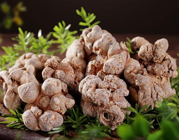 落新妇性味归经,落新妇药理作用