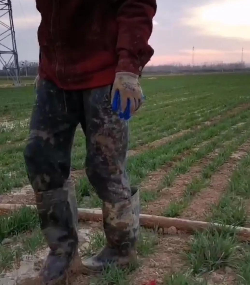 浇麦地视频,浇麦地最好的方法