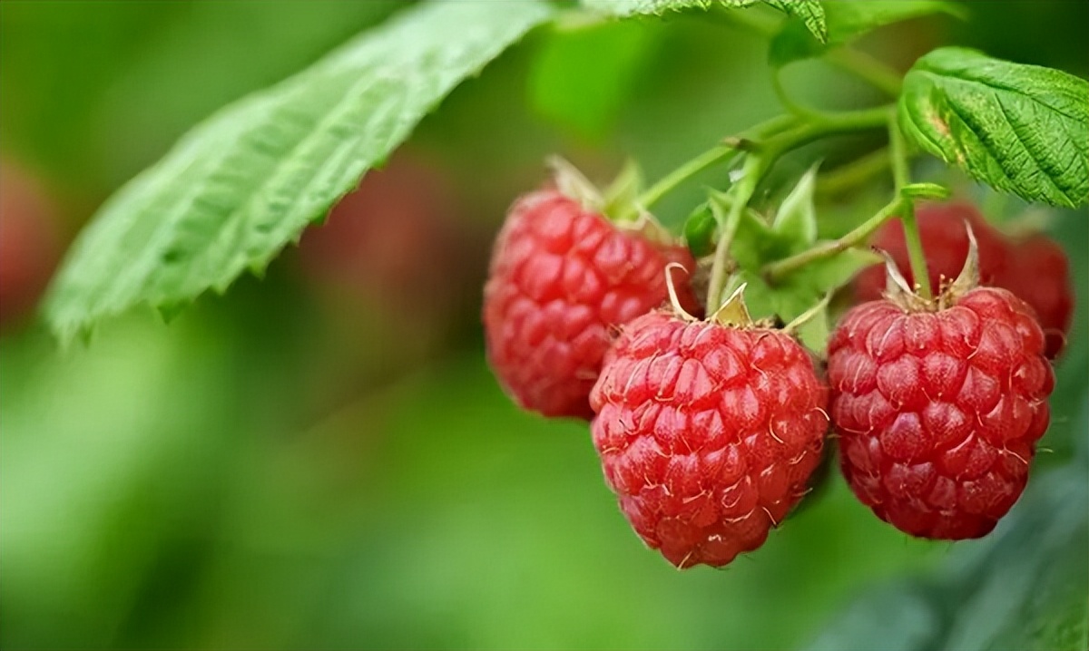 日本卡地斯白芸豆绿茶复合压片糖果塑造玲珑身材曲线