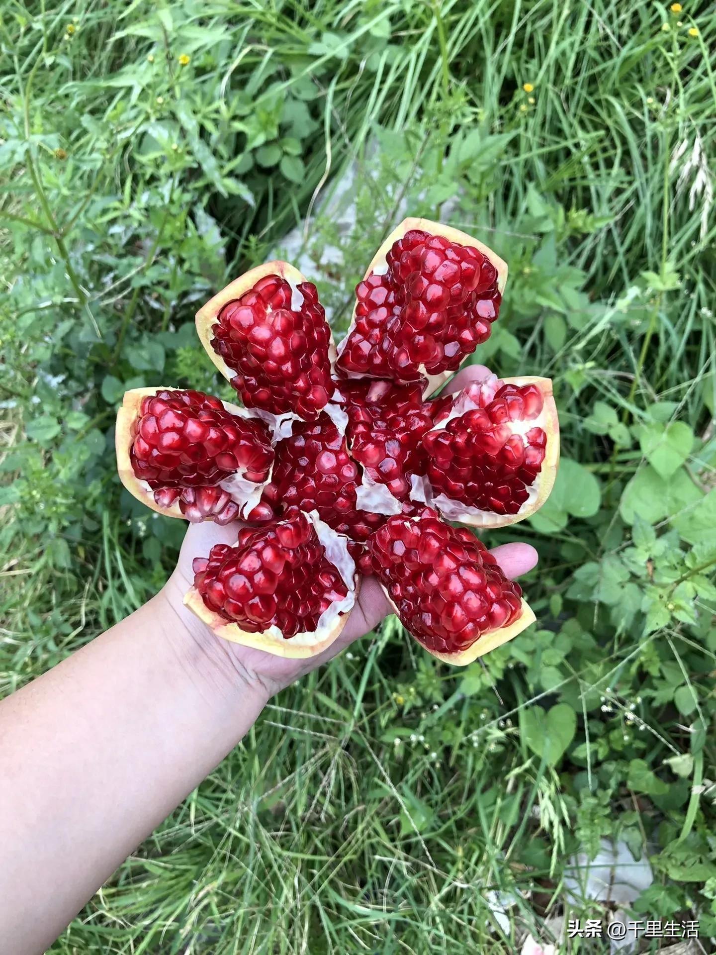 突尼斯软籽石榴超级好吃,突尼斯软籽石榴不用吐籽就能吃