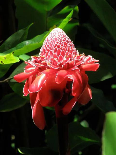 玫瑰花绝美头像,绝美玫瑰花图片