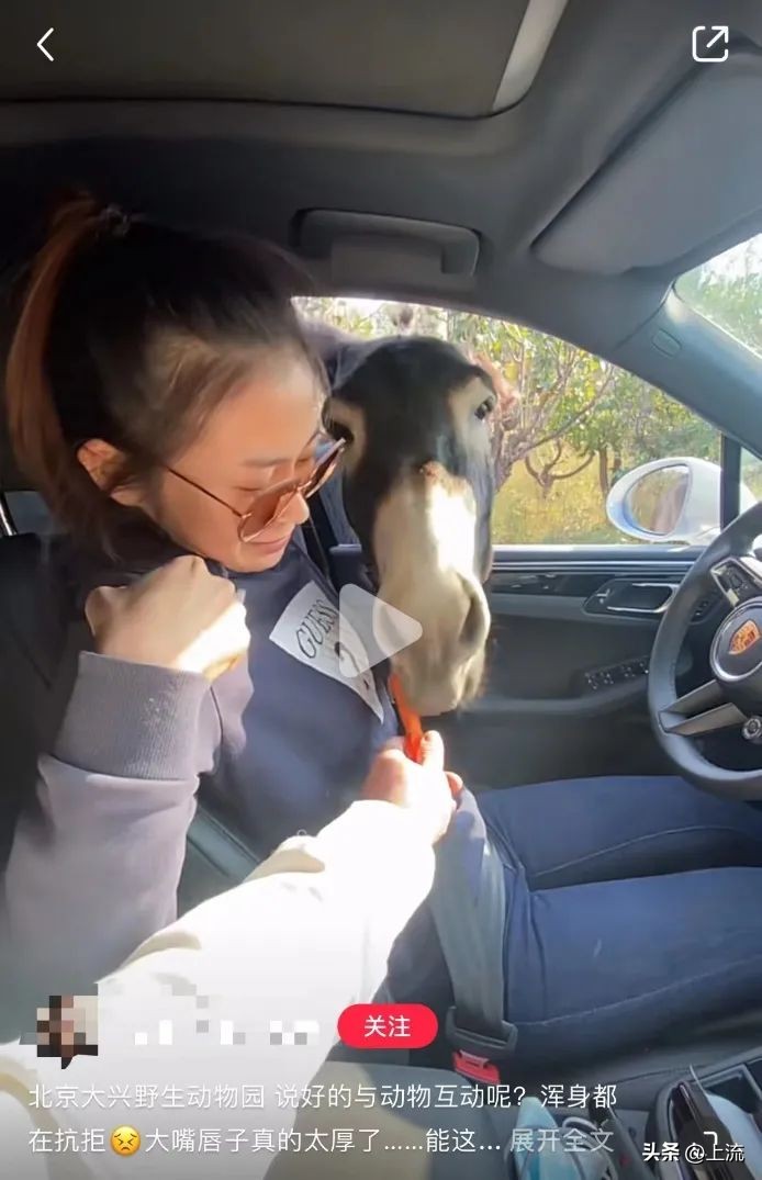 男孩景区遭鹈鹕灌顶,男孩被醍醐灌顶在什么景区