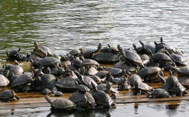 美国不明物种入侵了吗,美国物种入侵中国