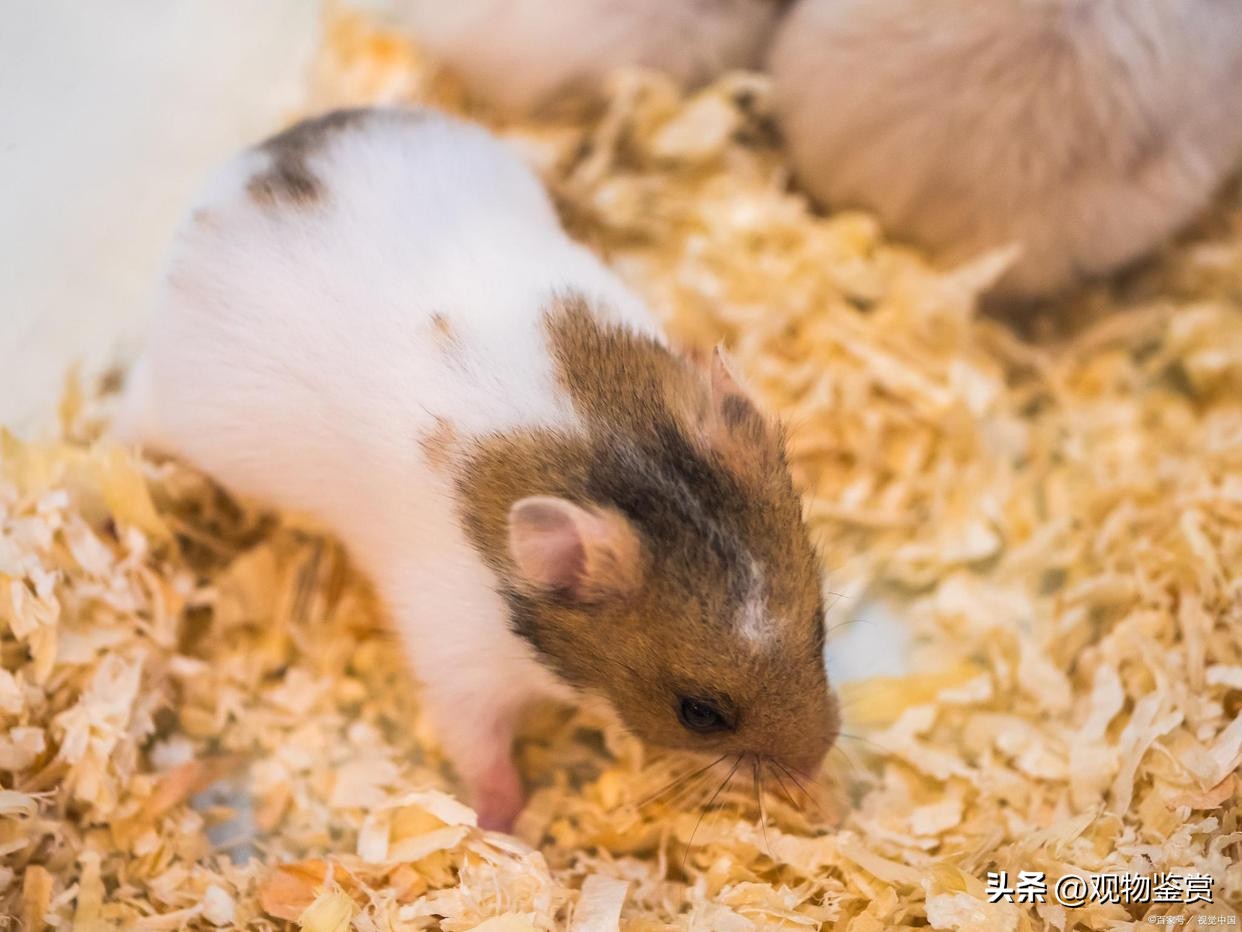 仓鼠为什么会吃木屑,仓鼠为什么可以在木屑里吃东西