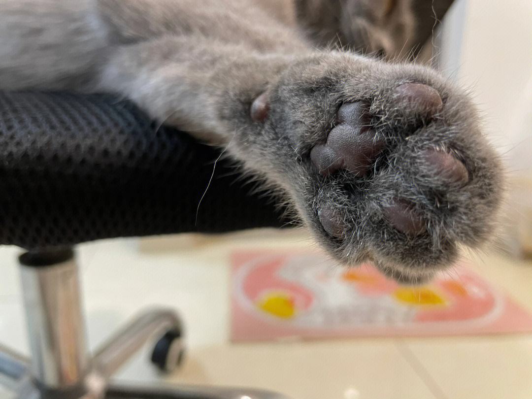猫咪脚臭是怎么回事啊,猫咪闻脚臭是什么原因