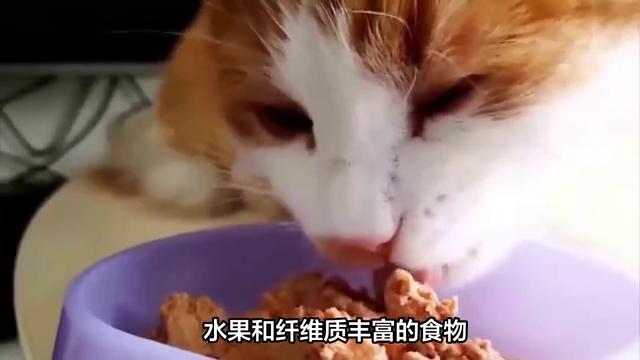 猫咪肚子里有虫家里怎么消毒,猫咪肚子里有寄生虫怎么去除