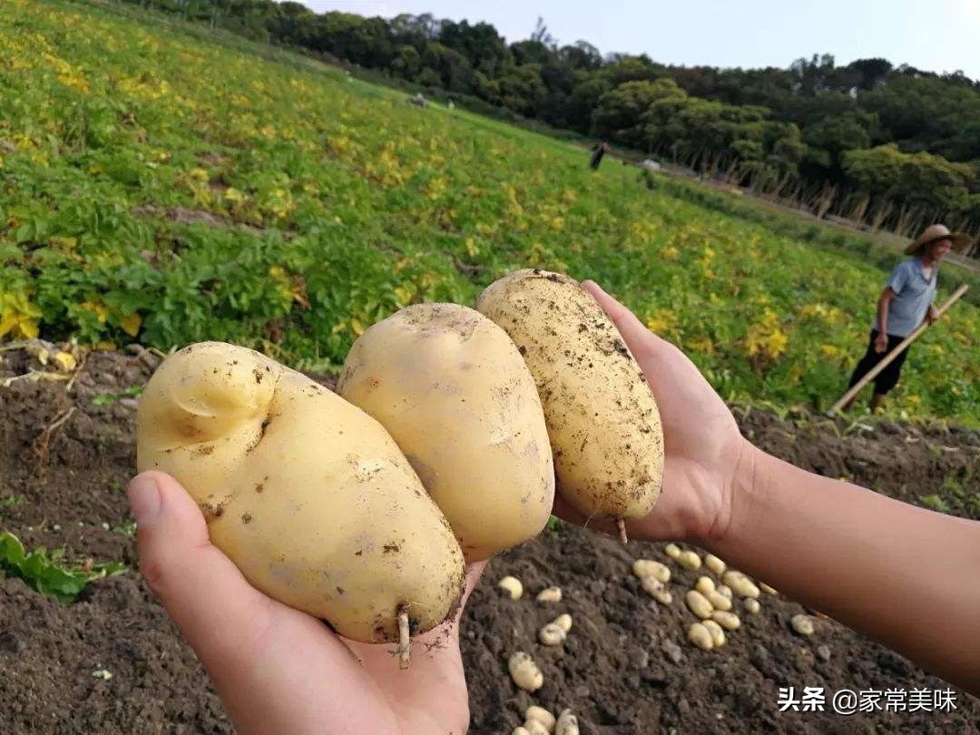 全国哪些地方的土豆最好吃,全国哪的土豆最好