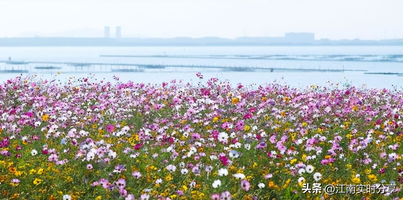 太湖鼋头渚樱花谷唯美浪漫,无锡太湖鼋头渚赏樱攻略