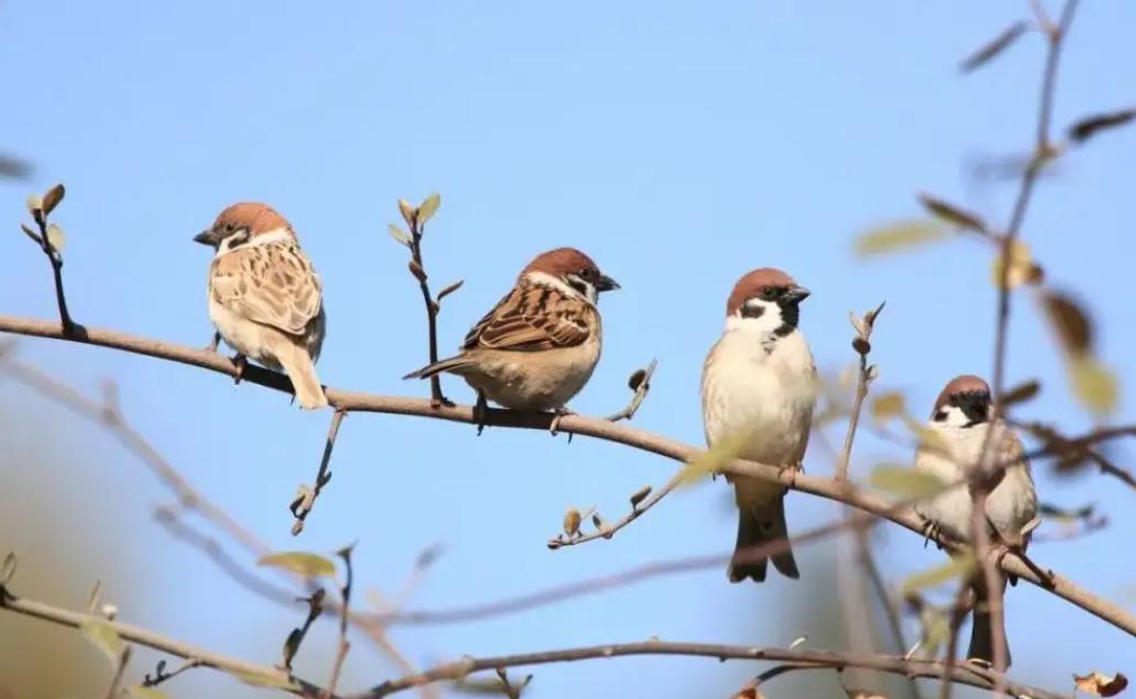 斑鸠在巢穴边不走说明什么,野斑鸠可以喂昆虫吗