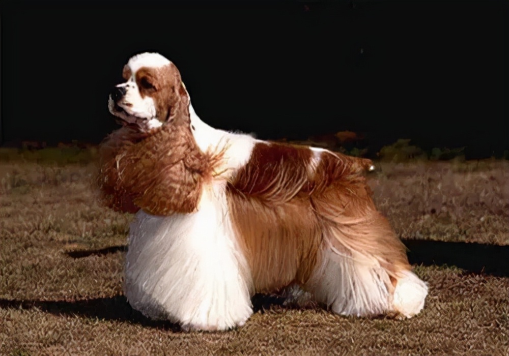 养狗狗没耐心怎么办,养狗狗不想养了怎么办