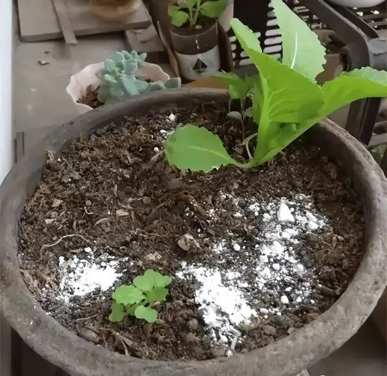 花盆里有小虫子4个小方法,花盆里的小虫子用什么药能治