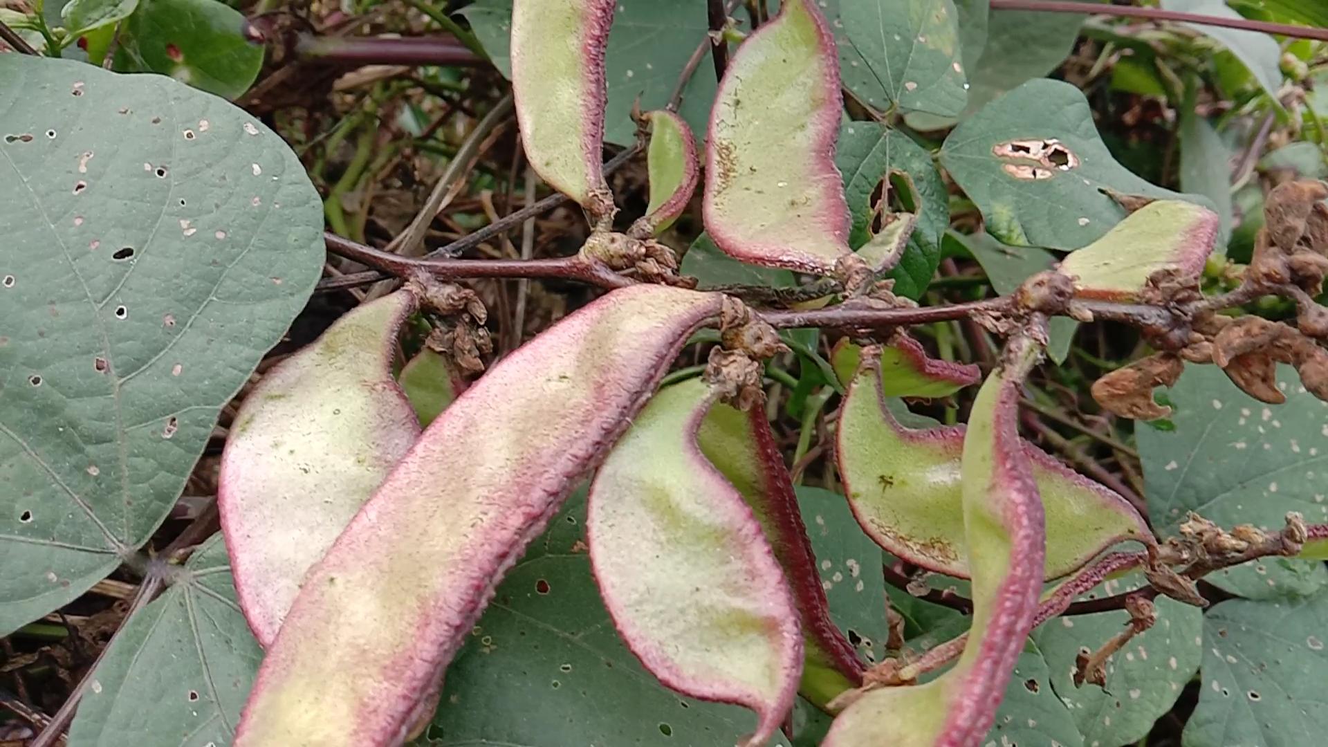 扁豆健脾的功效与作用,小小扁豆竟有这么多的养生功效