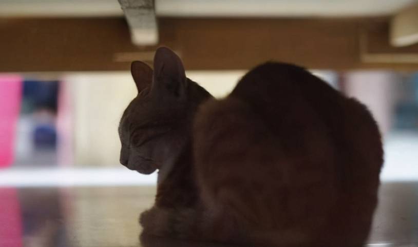 猫总喜欢钻衣柜怎么办,猫钻床底下怎么让它出来