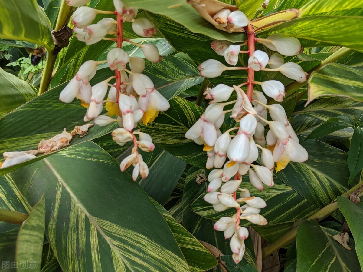 姜花的种植方法,姜花怎么种植盆栽好养