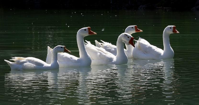 鹅肚子下腹水怎么治,鹅肚子积水是什么原因