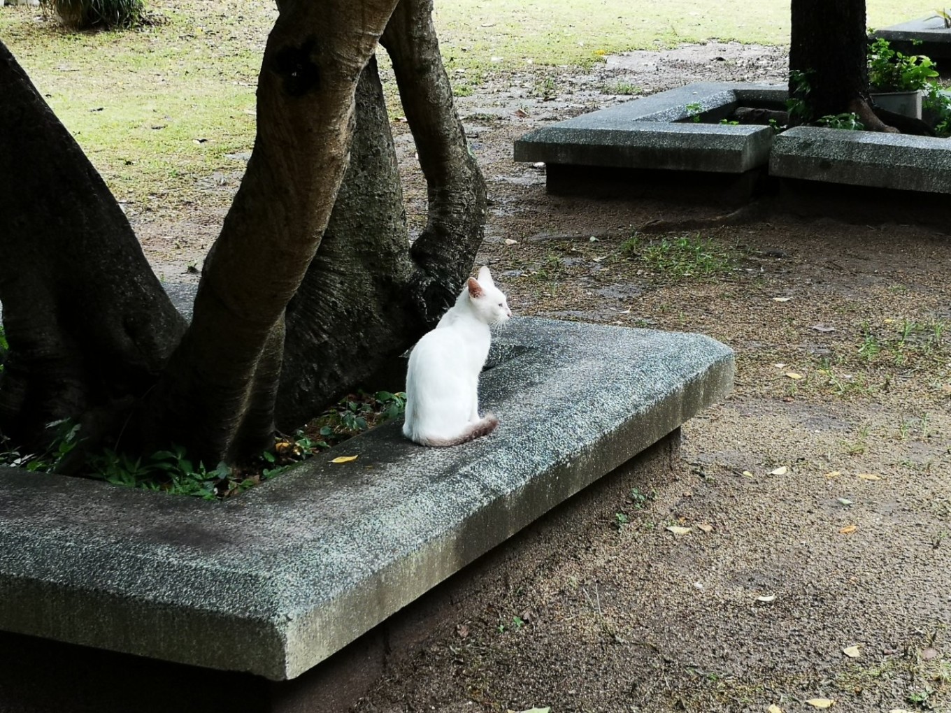 暑期档2019年,2019年暑期档