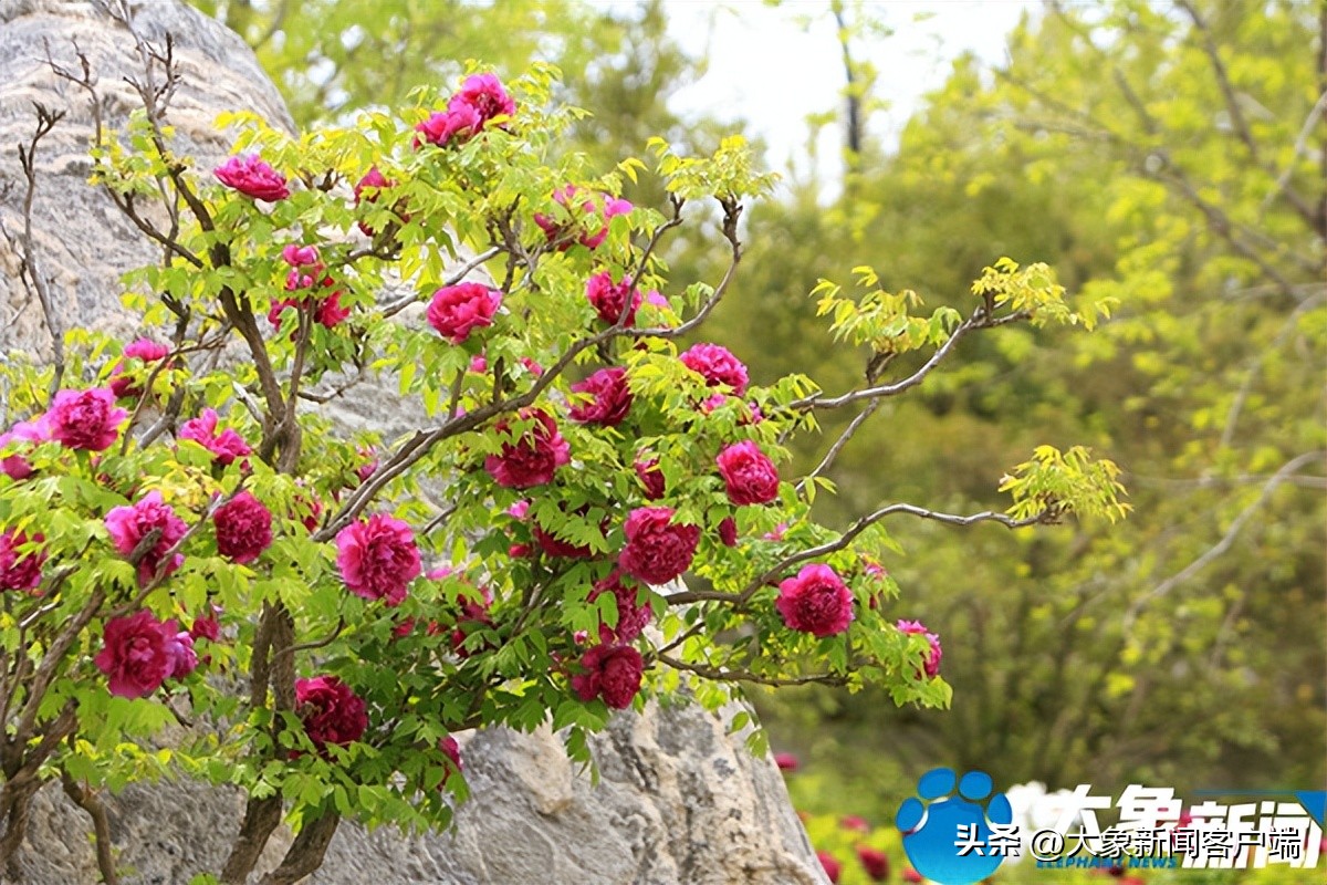 花开时节动京城最美不过洛阳城,花开时节动京城洛阳