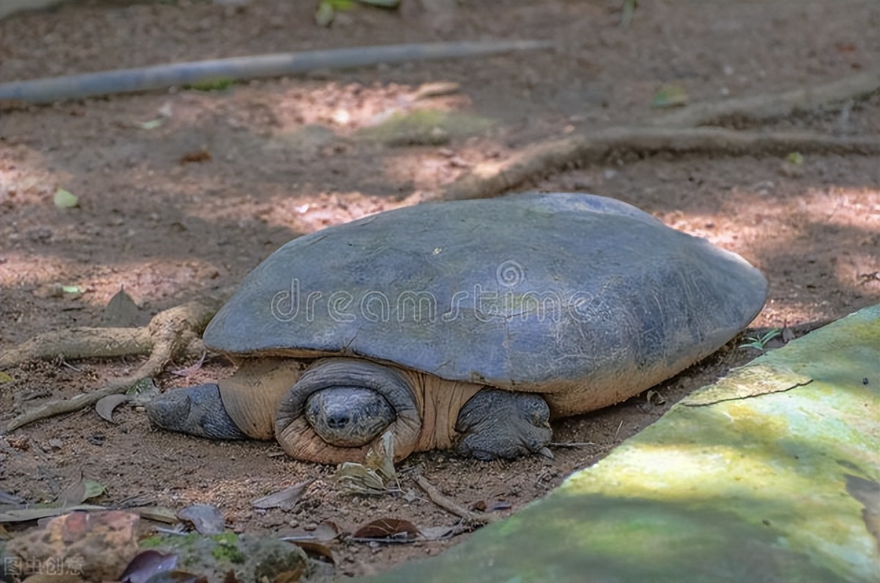 养龟攻略中华草龟,中华草龟新手养龟教程