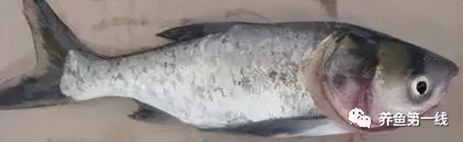 鱼出现败血症怎么治疗,鱼得了败血症怎么治