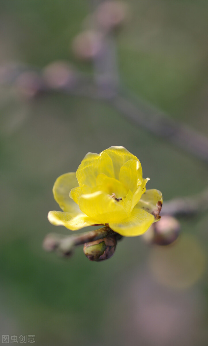 春天花的手机壁纸图片好看,春天图片唯美高清壁纸