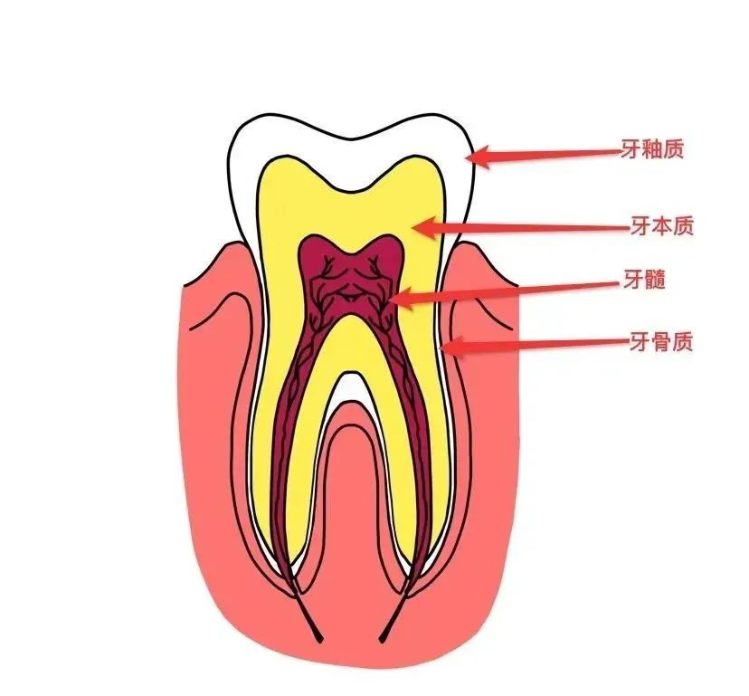 牙齿吃凉的酸的都疼怎么办,为什么喝酸的牙齿会痛