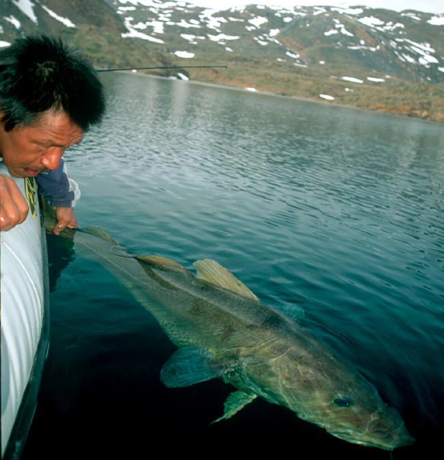 大西洋比目鱼灭亡了吗,大西洋鳕鱼事件