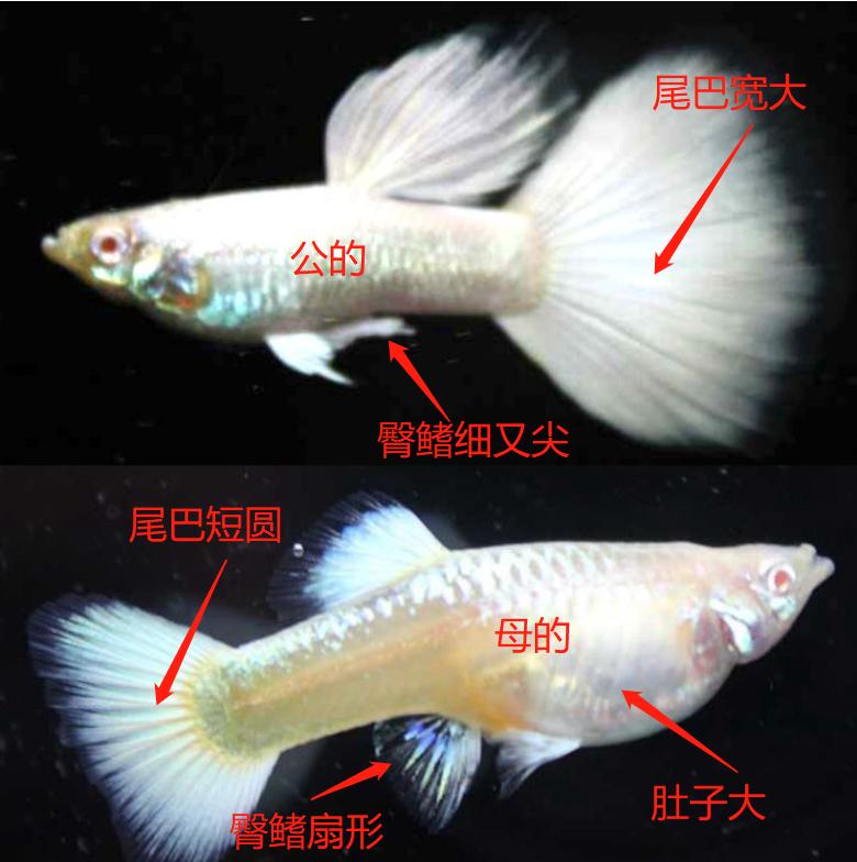 孔雀鱼怎样养会越养越多,为什么大孔雀鱼越养越少