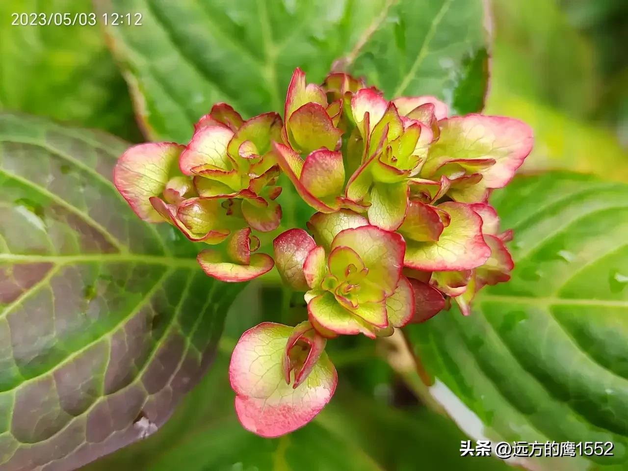 纱织小姐绣球是新老枝开花吗,绣球纱织小姐开花后的养护