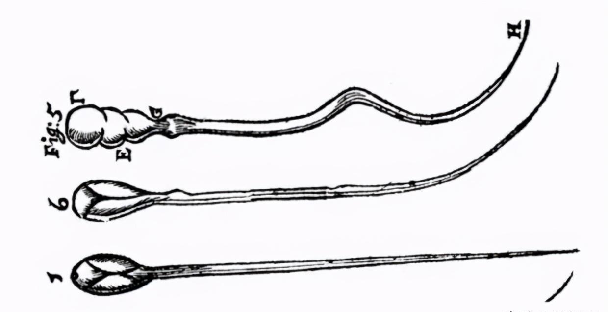 精子的活动轨迹讲解,精子的轨迹分析