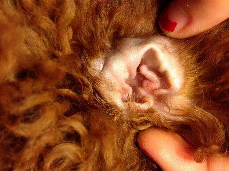 泰迪犬的正确饲养方法,如何饲养红泰迪犬视频大全