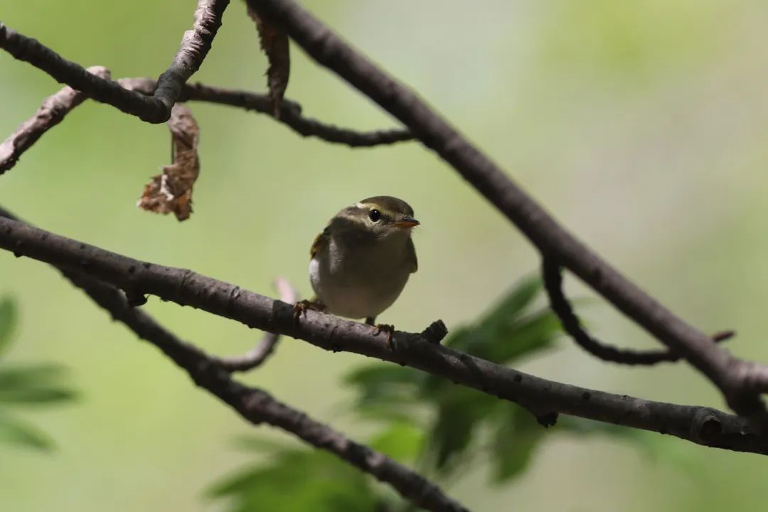 师大寻鸟记，这些小可爱，你都见过吗？