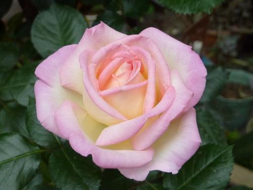 香水月季10款推荐,香水月季花品种大全图片