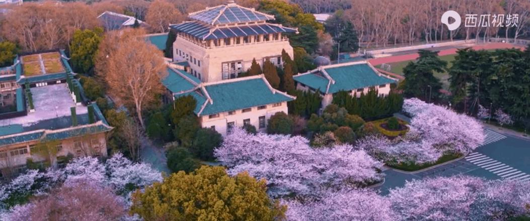 有缘占年华，诗韵伴红尘，樱花烂漫情千年，唯美相遇在此生