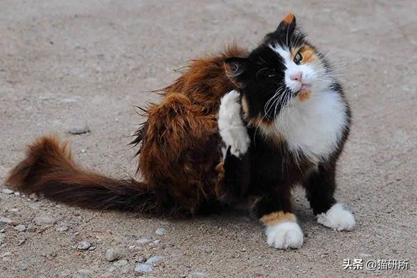 猫咪有皮屑是怎么回事,猫咪有轻微皮屑怎么回事